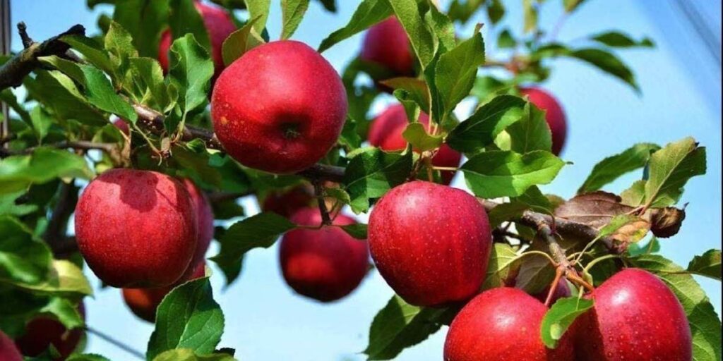 Special incentives for the fruit plants in Kashmir | Indian Century