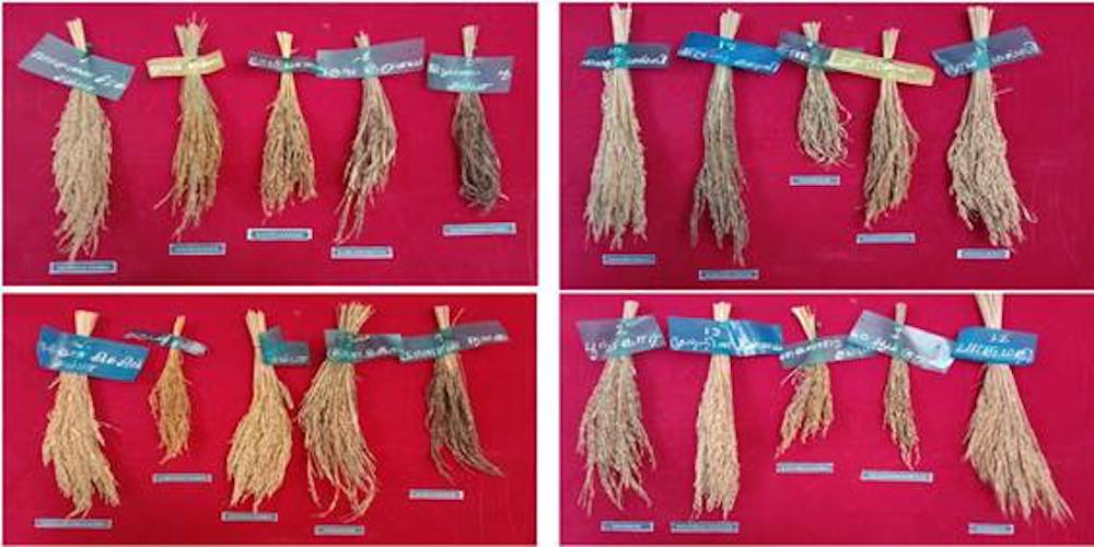 tracing-restoring-heritage-rice-varieties-in-tamil-nadu-indian-century