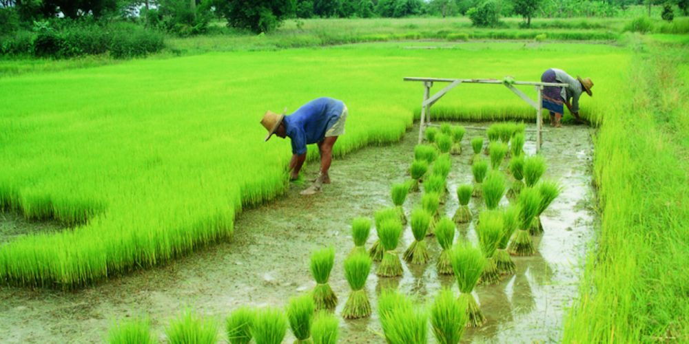 Self-sufficiency in Agriculture | Indian Century