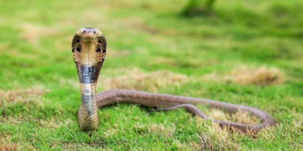 Cobra venom Cytotoxins can help anti-venom therapy | Indian Century