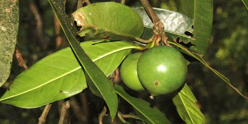 Assam’s Medicinal Plant Borthekera Can Arrest Heart-ailments 