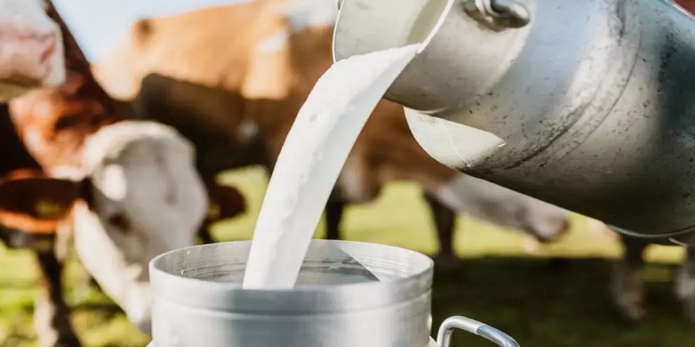 India Now the Largest Producer of Milk in the World | Indian Century